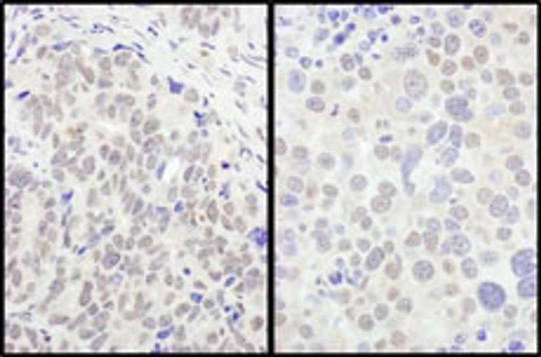 Detection of human and mouse FOXO3a by immunohistochemistry.