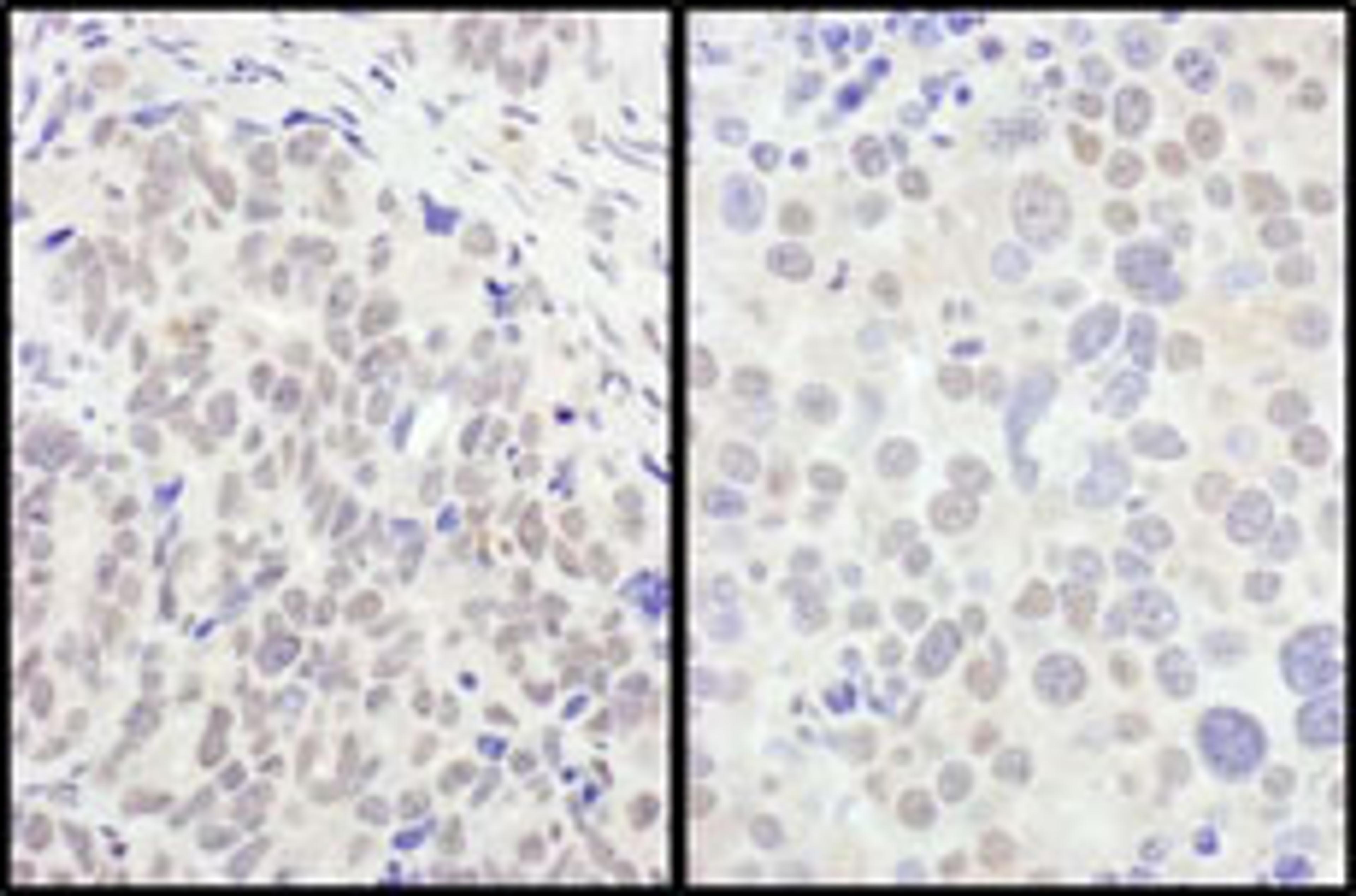 Detection of human and mouse FOXO3a by immunohistochemistry.