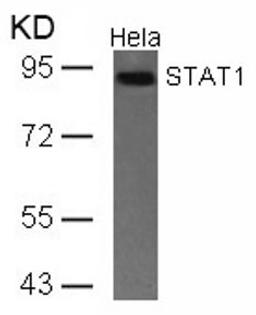 Western blot analysis of lysed extracts from HeLa, A431 and JK cells using STAT1 (Ab-701).