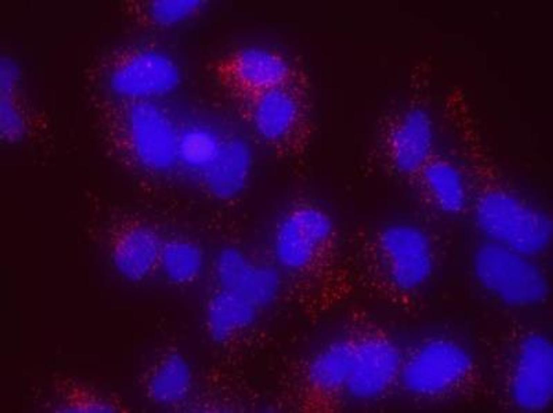 Proximity Ligation Assay: MDC1 Antibody [NB100-395] - Secondary-conjugate Duolink II PLA in Hela cells. goat anti-human SMC1 (NBP2-14858) and rabbit anti-human MDC1 (NB100-395). Image merged from DAPI (2ms) and Texas Red (200ms) exposures, 40X magnification.