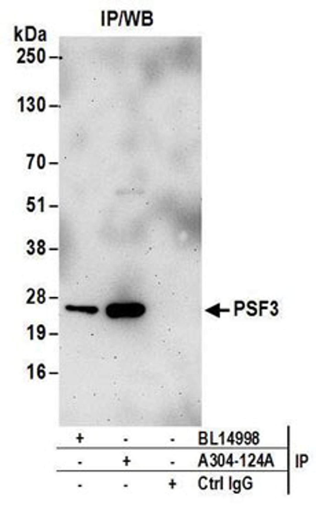 Detection of human PSF3 by western blot of immunoprecipitates.