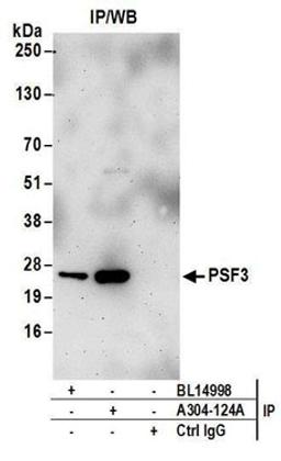 Detection of human PSF3 by western blot of immunoprecipitates.