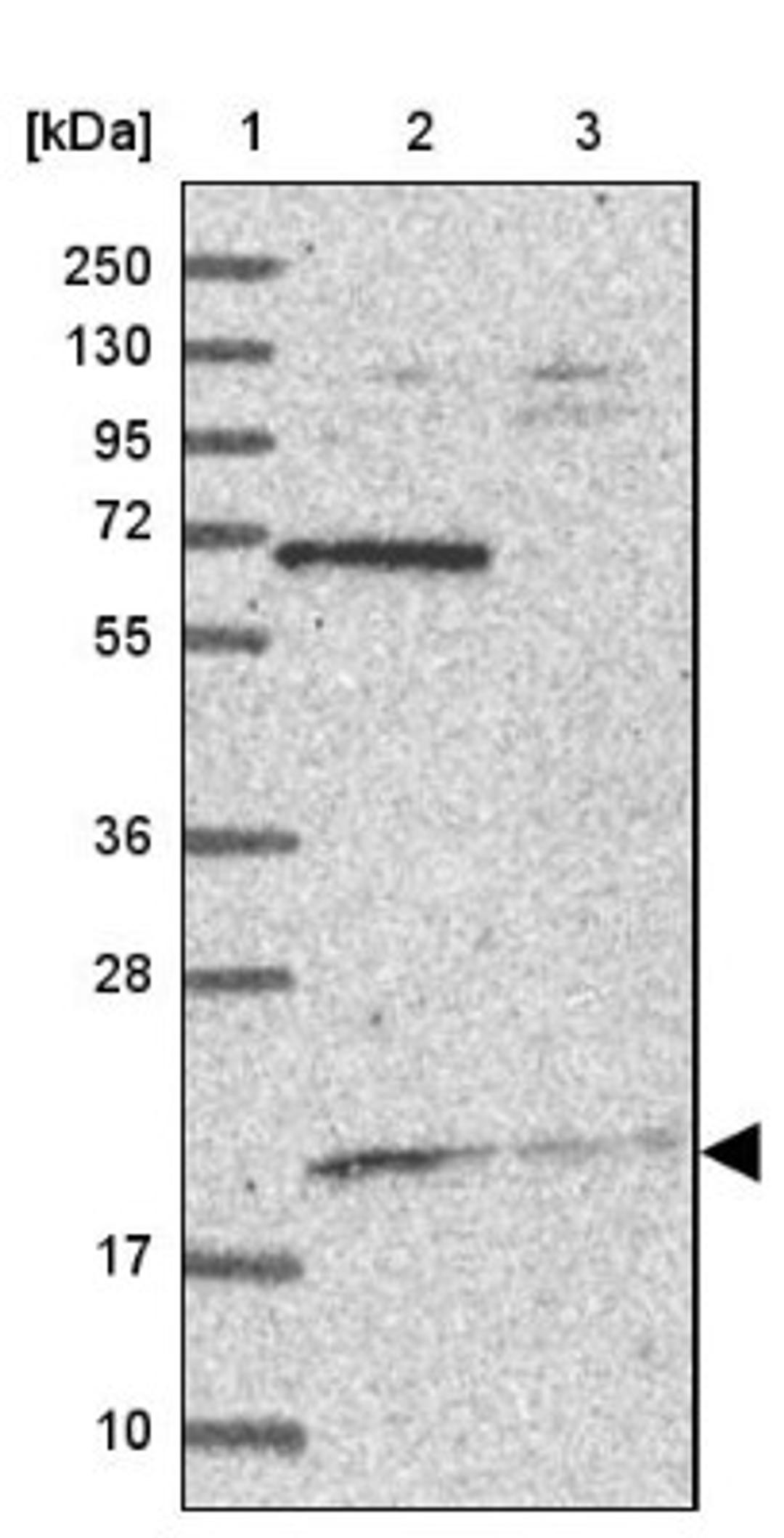 Western Blot: NAP1L5 Antibody [NBP1-84053] - Lane 1: Marker [kDa] 250, 130, 95, 72, 55, 36, 28, 17, 10<br/>Lane 2: Human cell line RT-4<br/>Lane 3: Human cell line U-251MG sp