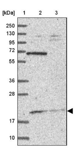 Western Blot: NAP1L5 Antibody [NBP1-84053] - Lane 1: Marker [kDa] 250, 130, 95, 72, 55, 36, 28, 17, 10<br/>Lane 2: Human cell line RT-4<br/>Lane 3: Human cell line U-251MG sp