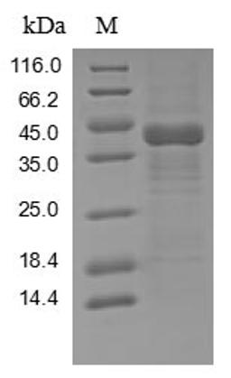 (Tris-Glycine gel) Discontinuous SDS-PAGE (reduced) with 5% enrichment gel and 15% separation gel.