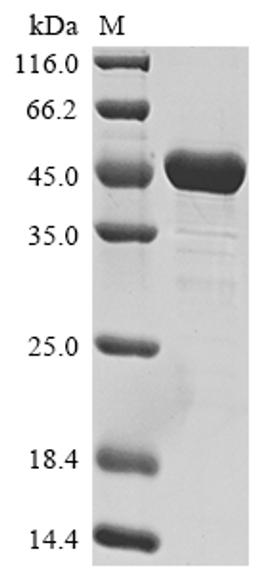 (Tris-Glycine gel) Discontinuous SDS-PAGE (reduced) with 5% enrichment gel and 15% separation gel.