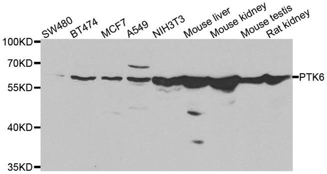 Western blot analysis of extracts of various cell lines using PTK6 antibody