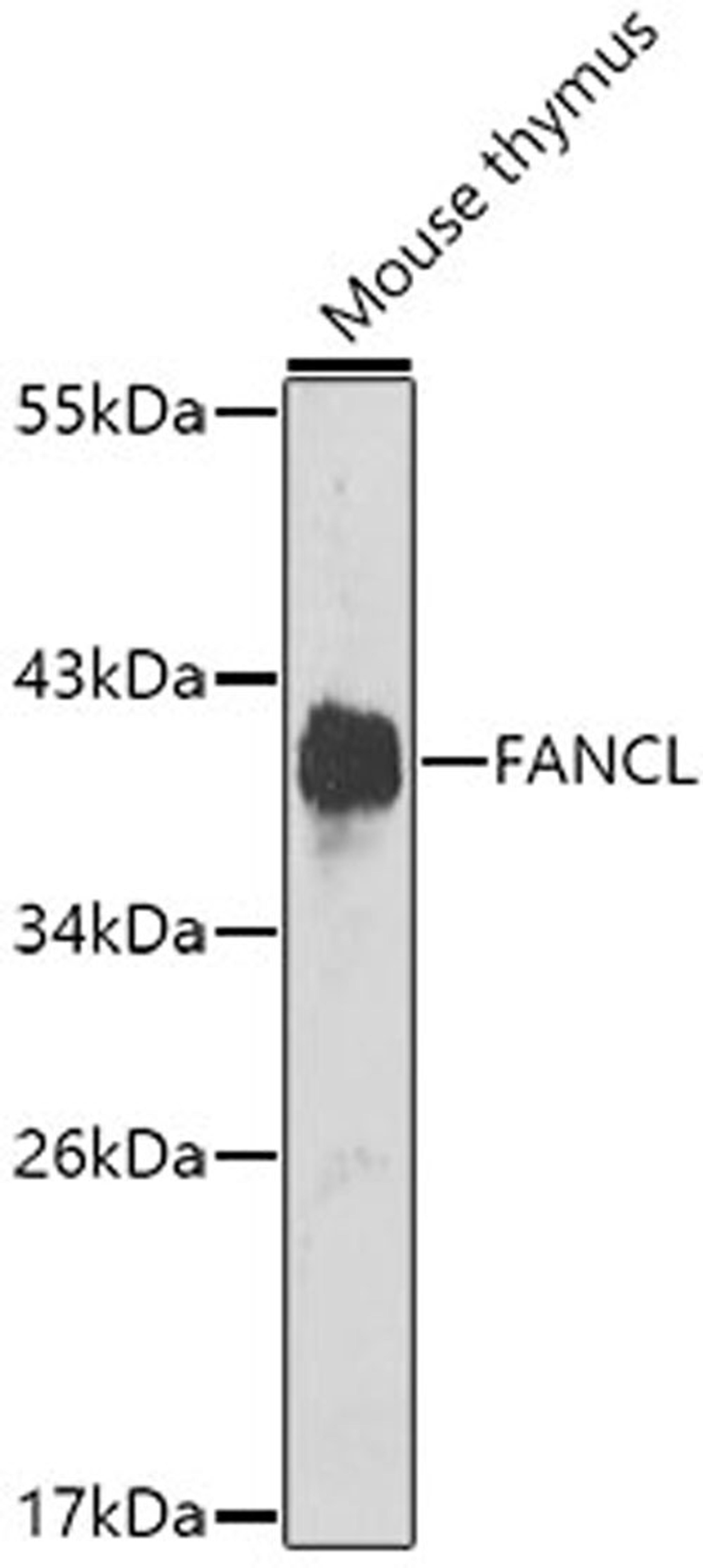 Western blot - FANCL antibody (A6812)