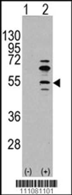 Western blot analysis of MEF2C using rabbit polyclonal MEF2C Antibody (S59) using 293 cell lysates (2 ug/lane) either nontransfected (Lane 1) or transiently transfected with the MEF2C gene (Lane 2).