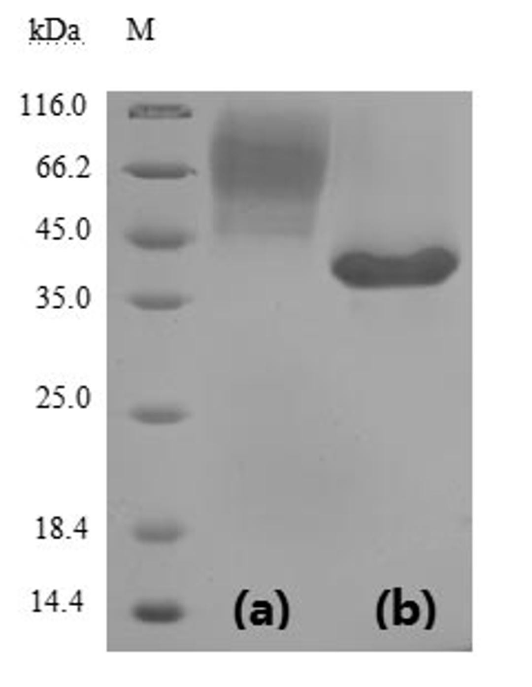 (Tris-Glycine gel) Discontinuous SDS-PAGE (reduced) with 5% enrichment gel and 15% separation gel. Predicted band size: 38.2 kDa Observed band size: (a) 68 kDa before EndoH Digestion (b) 38 kDa after EndoH Digestion