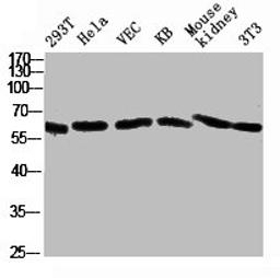 Western blot analysis of 293T Hela VEC KB mouse-kidney 3T3 lysate, antibody was diluted at 2000. Secondary antibody was diluted at 1:20000