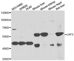 Western blot analysis of extracts of various cell lines using LAP3 antibody