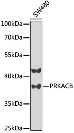 Western blot - PRKACB antibody (A5324)