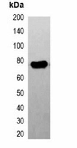 Western blot analysis of 293T cell lysate using FLAG-tag antibody (HRP)