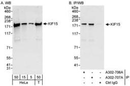 Detection of human KIF15 by western blot and immunoprecipitation.