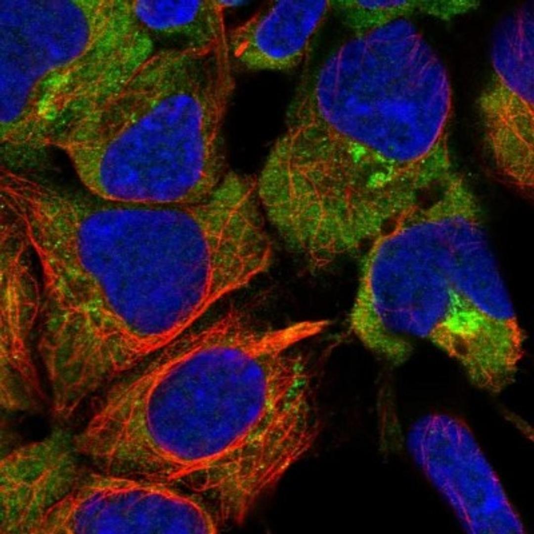 Immunocytochemistry/Immunofluorescence: UNC45A Antibody [NBP2-13506] - Staining of human cell line HEK 293 shows positivity in cytoplasm & golgi apparatus.