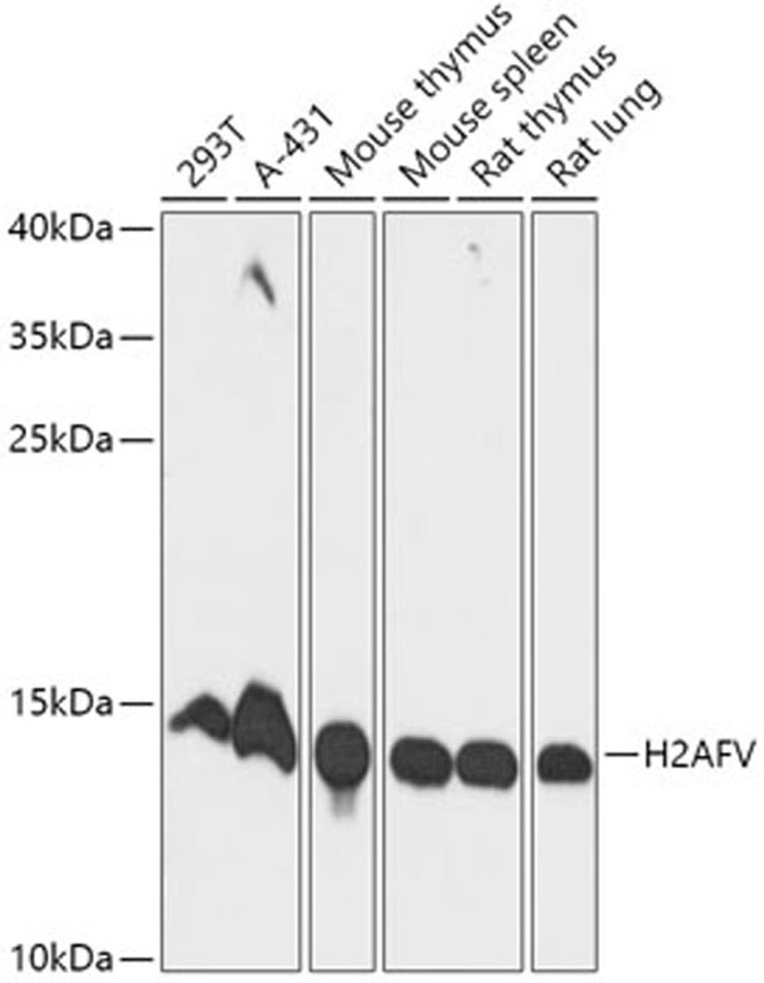 Western blot - H2AFV antibody (A17813)