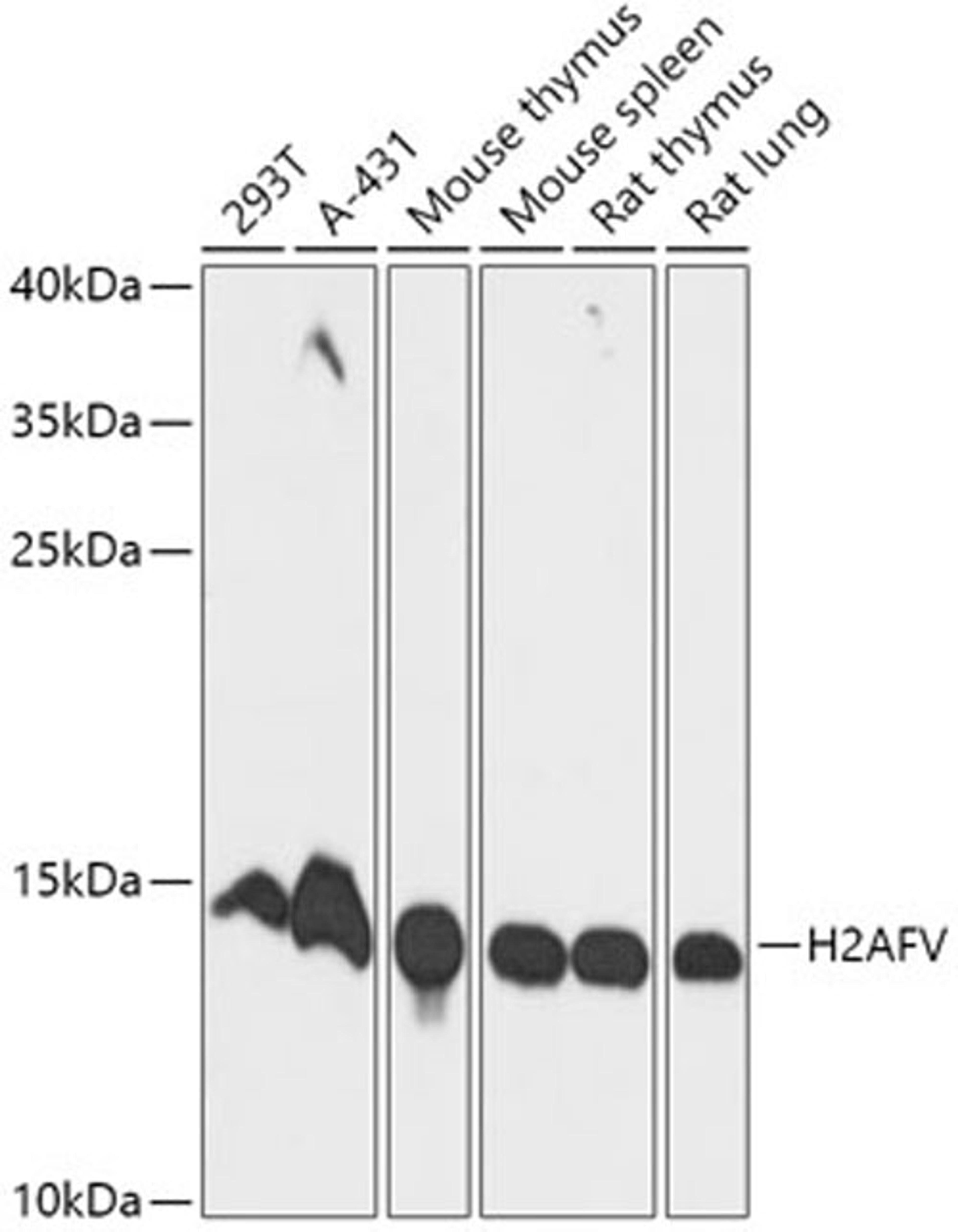 Western blot - H2AFV antibody (A17813)