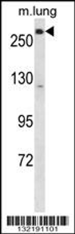 Western blot analysis in mouse lung tissue lysates (35ug/lane).