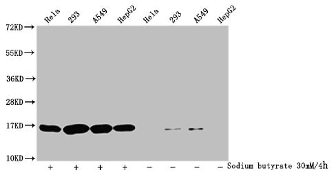 Western Blot. Detected samples: Hela whole cell lysate, 293 whole cell lysate, A549 whole cell lysate, HepG2 whole cell lysate; Untreated (-) or treated (+) with 30mM sodium butyrate for 4h. All lanes: HIST1H3A antibody at 1:2000. Secondary. Goat polyclonal to rabbit IgG at 1/40000 dilution. Predicted band size: 16 kDa. Observed band size: 16 kDa
