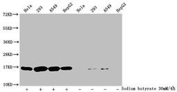 Western Blot. Detected samples: Hela whole cell lysate, 293 whole cell lysate, A549 whole cell lysate, HepG2 whole cell lysate; Untreated (-) or treated (+) with 30mM sodium butyrate for 4h. All lanes: HIST1H3A antibody at 1:2000. Secondary. Goat polyclonal to rabbit IgG at 1/40000 dilution. Predicted band size: 16 kDa. Observed band size: 16 kDa