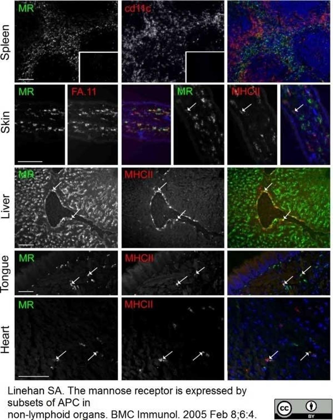 Hamster anti Mouse CD11c antibody, clone N418 used for the detection of CD11c expressing cells