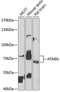 Western blot - ATMIN antibody (A7272)