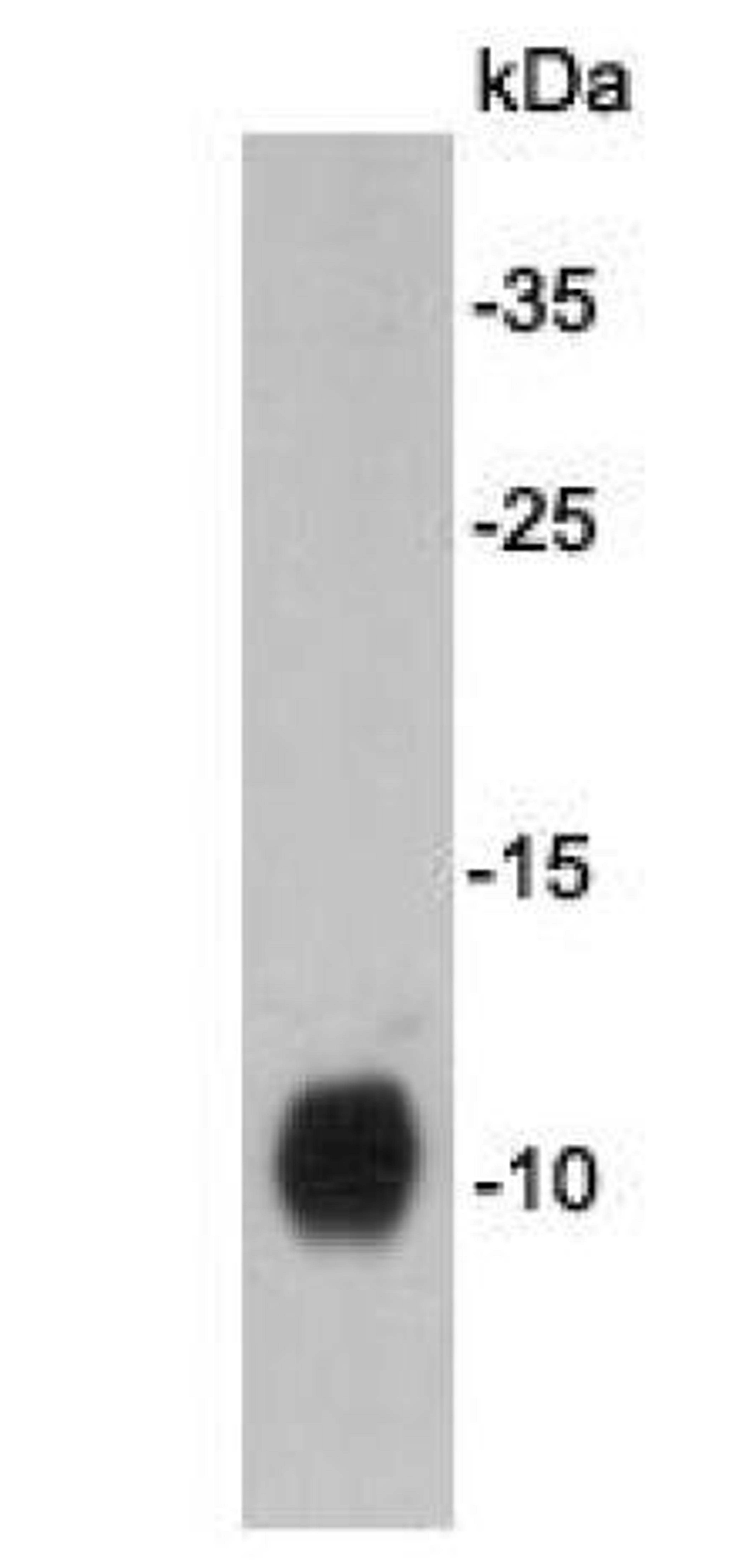 Western blot analysis of F9 cell lysates using DPY30 antibody