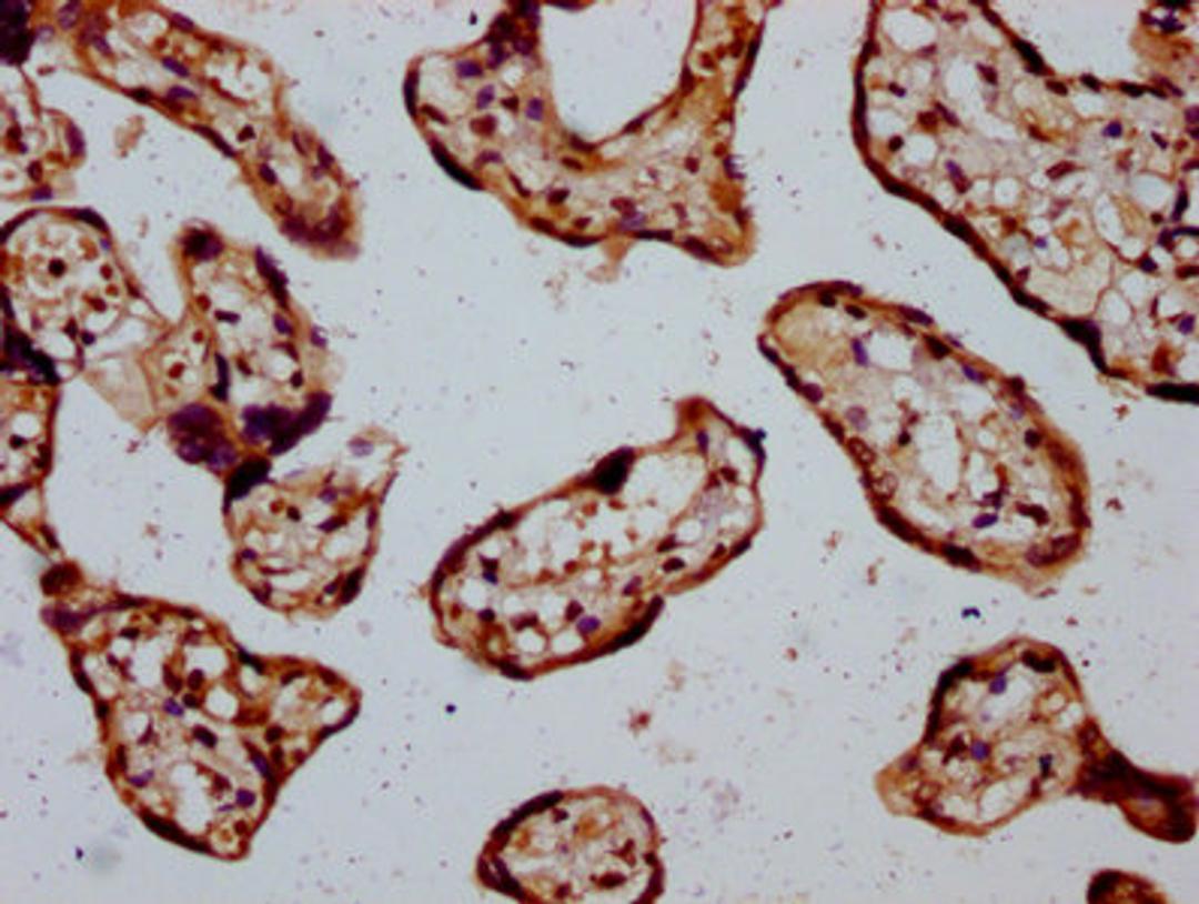 IHC image of CSB-PA025149LA01HU diluted at 1:400 and staining in paraffin-embedded human placenta tissue performed on a Leica BondTM system. After dewaxing and hydration, antigen retrieval was mediated by high pressure in a citrate buffer (pH 6.0). Section was blocked with 10% normal goat serum 30min at RT. Then primary antibody (1% BSA) was incubated at 4°C overnight. The primary is detected by a biotinylated secondary antibody and visualized using an HRP conjugated SP system.