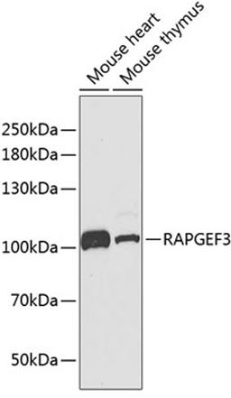 Western blot - RAPGEF3 antibody (A2199)