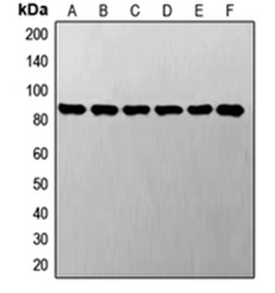 Western blot analysis of A549 (Lane 1), LO2 (Lane 2), SP2/0 (Lane 3), NIH3T3 (Lane 4), PC12 (Lane 5), H9C2 (Lane 6) whole cell lysates using STAT3 antibody