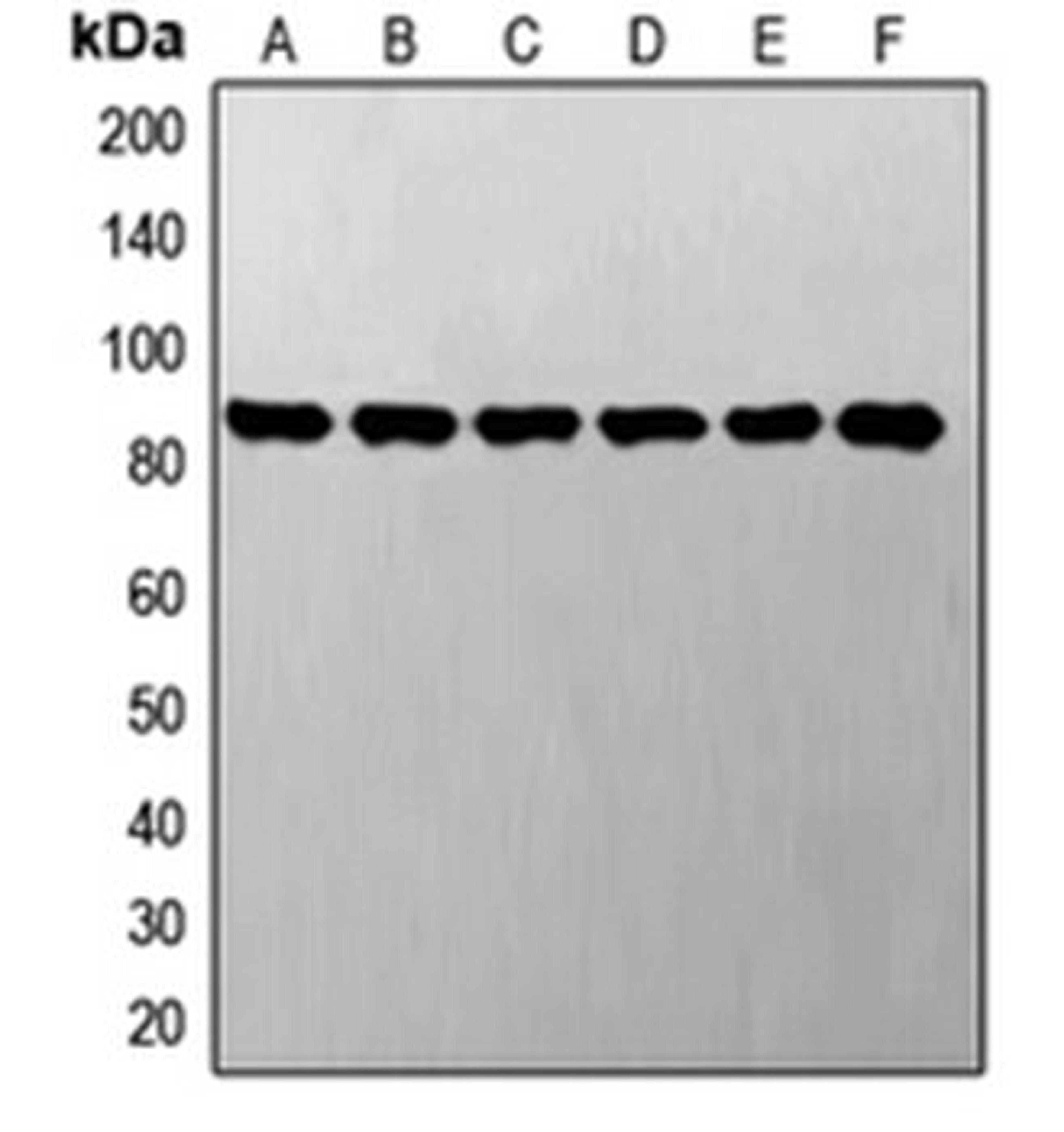 Western blot analysis of A549 (Lane 1), LO2 (Lane 2), SP2/0 (Lane 3), NIH3T3 (Lane 4), PC12 (Lane 5), H9C2 (Lane 6) whole cell lysates using STAT3 antibody