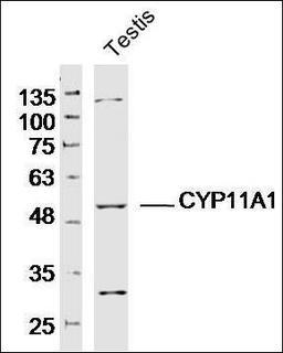 Western blot analysis of Mouse Testis Lysate using CYP11A1 antibody.