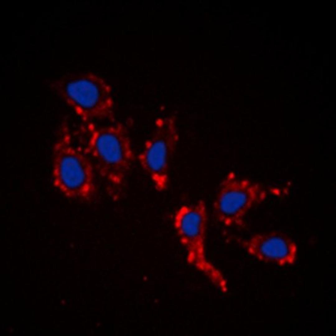 Immunofluorescense analysis of HepG2 cells using RPL39 antibody