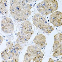 Immunohistochemical staining of human stomach tissue using RAPSN antibody (dilution of 1:100)