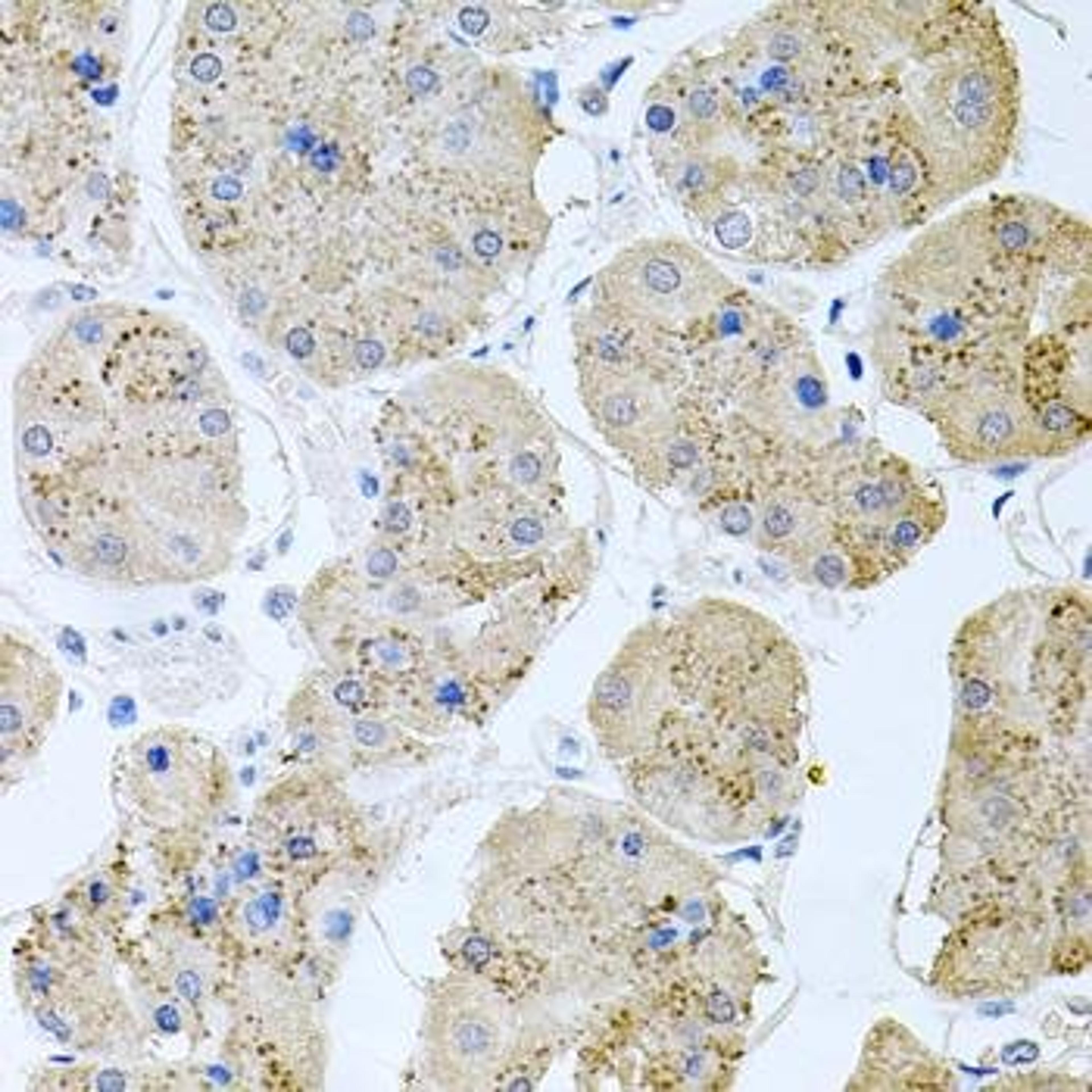 Immunohistochemical staining of human stomach tissue using RAPSN antibody (dilution of 1:100)