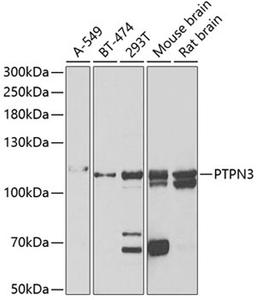 Western blot - PTPN3 antibody (A6400)