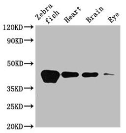 Western Blot. Positive WB detected in: Zebrafish tissue, Zebrafish heart tissue, Zebrafish brain tissue, Zebrafish eye tissue. All lanes: acta1b antibody at 3.5µg/ml. Secondary. Goat polyclonal to rabbit IgG at 1/50000 dilution. Predicted band size: 42 kDa. Observed band size: 42 kDa