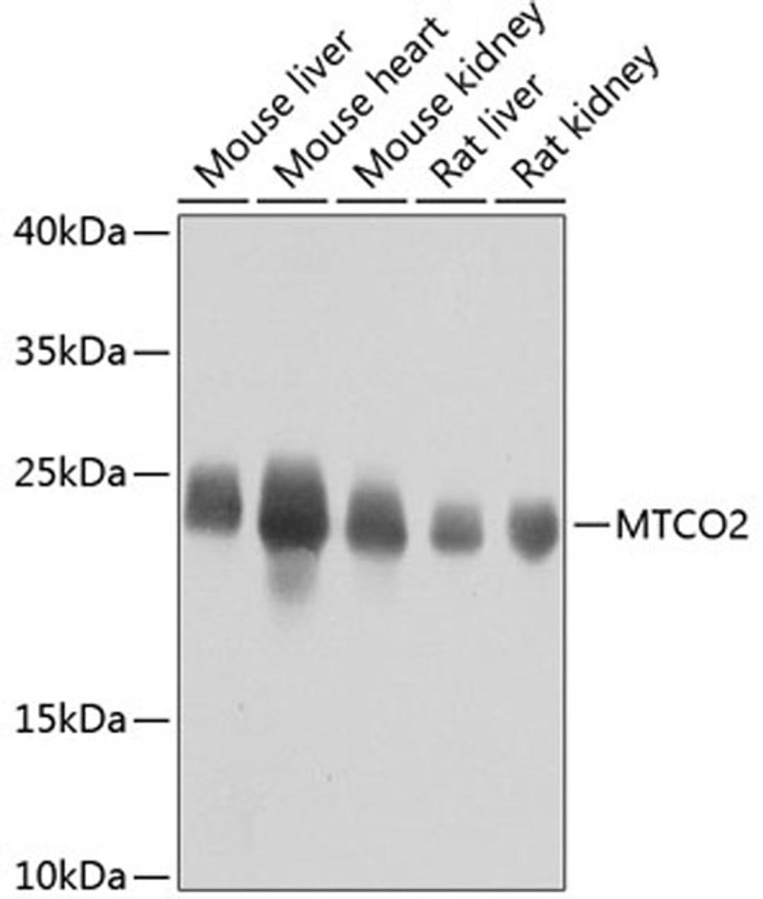 Western blot - MTCO2 antibody (A11154)