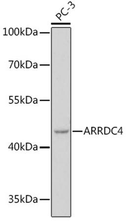 Western blot - ARRDC4 pAb (A18522)