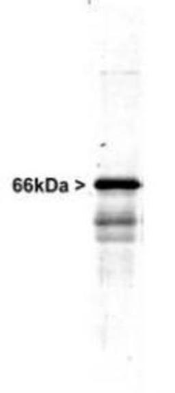 Western Blot: alpha Internexin Antibody [NB300-139] - Western blot of whole rat spinal cord homogenate stained with RPCA-a-Int, at dilution of 1:20,000. A prominent band running at ~66kDa is apparent, as well as smaller lower bands which are apparently degradation products. A minor band at ~150kDa is also seen, apparently resulting from dimerization of alpha-internexin.