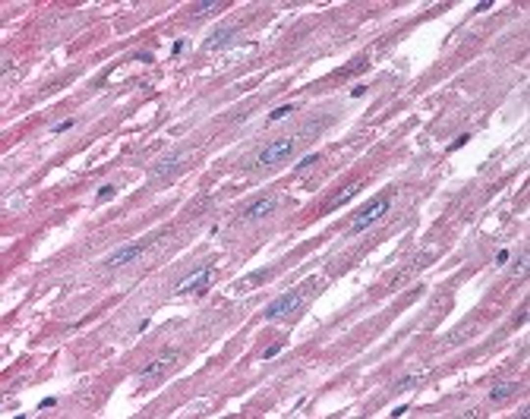 Immunohistochemistry staining of HAND2 in heart tissue using HAND2 Antibody.