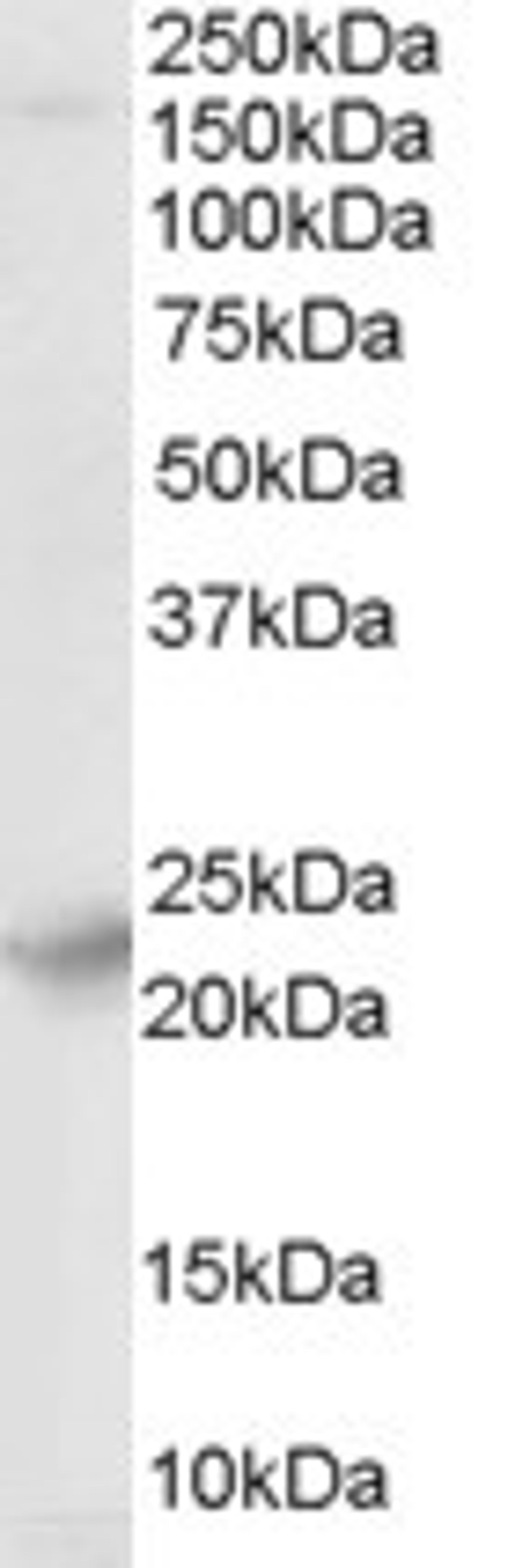 46-457 (0.01ug/ml) staining of Human Brain lysate (35ug protein in RIPA buffer). Primary incubation was 1 hour. Detected by chemiluminescence.