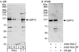 Detection of human USP13 by WB and IP.