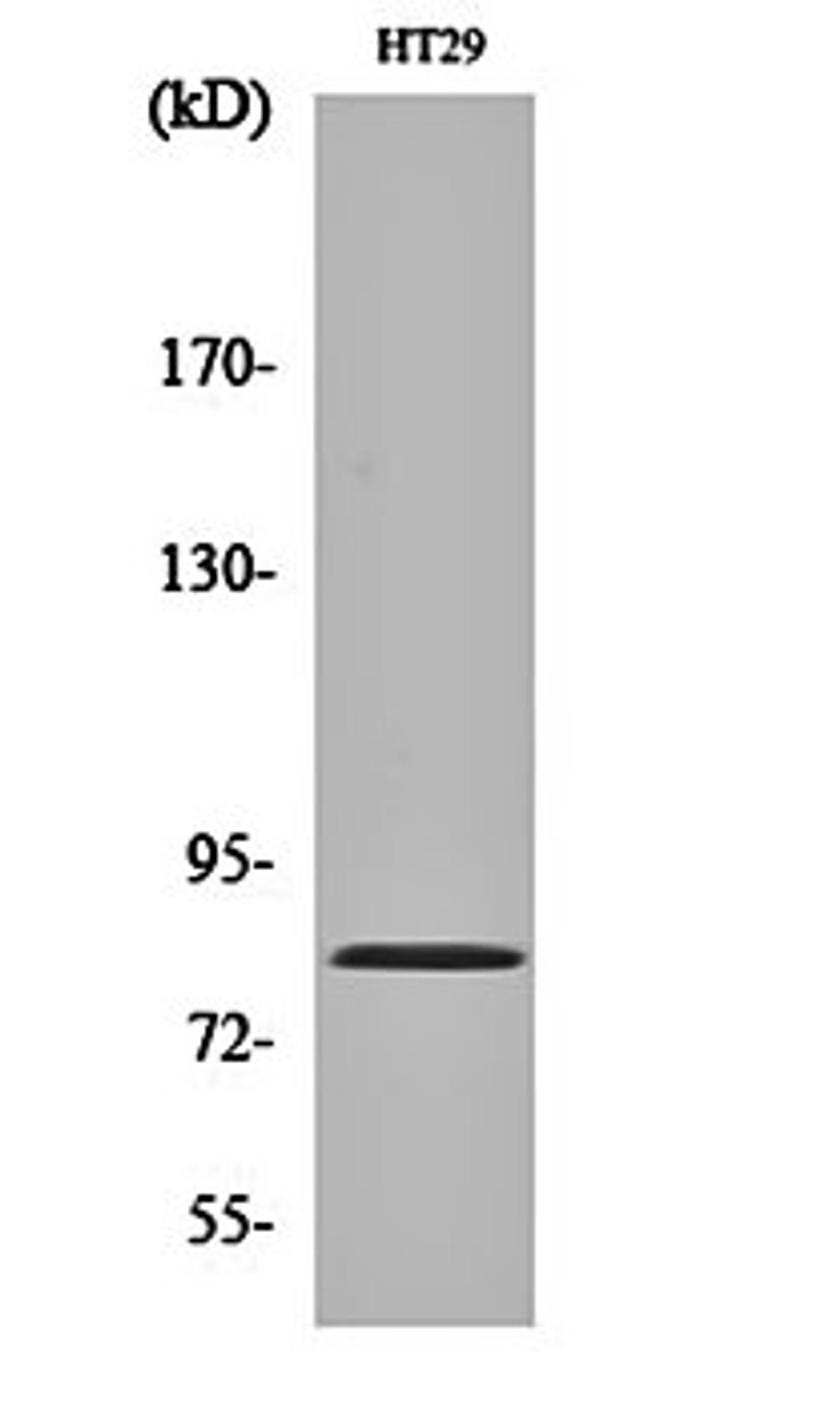 Western blot analysis of HT29 cell lysates using Pinin antibody