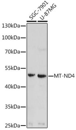Western blot - MT-ND4 antibody (A17970)