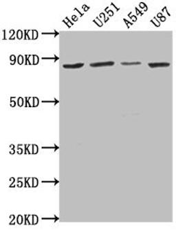 Western Blot. Positive WB detected in: Hela whole cell lysate, U251 whole cell lysate, A549 whole cell lysate, U87 whole cell lysate. All lanes: VPS51 antibody at 1:1000. Secondary. Goat polyclonal to rabbit IgG at 1/50000 dilution. Predicted band size: 87, 73 kDa. Observed band size: 87 kDa.