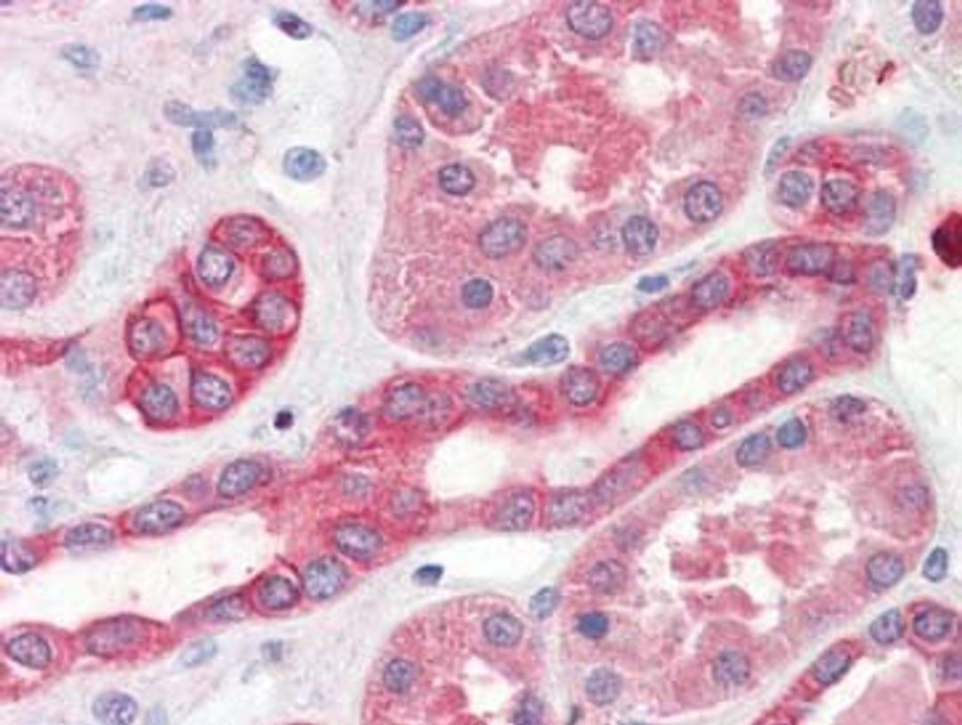 Immunohistochemical staining of human kidney tissue using Thymidylate Synthase antibody