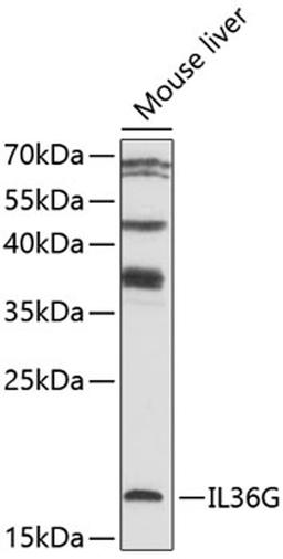 Western blot - IL36G antibody (A10165)