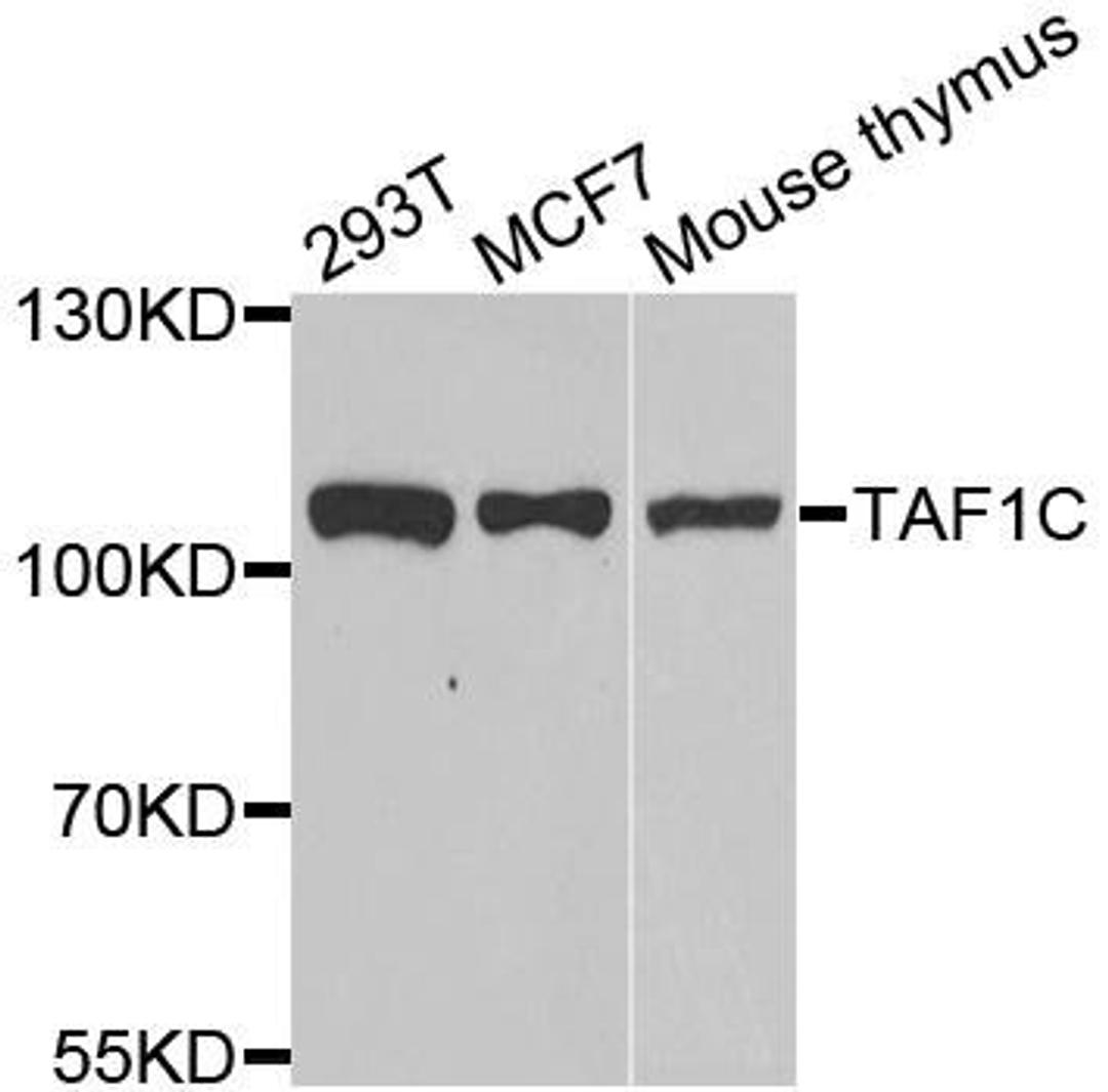 Western blot analysis of extracts of various cell lines using TAF1C antibody